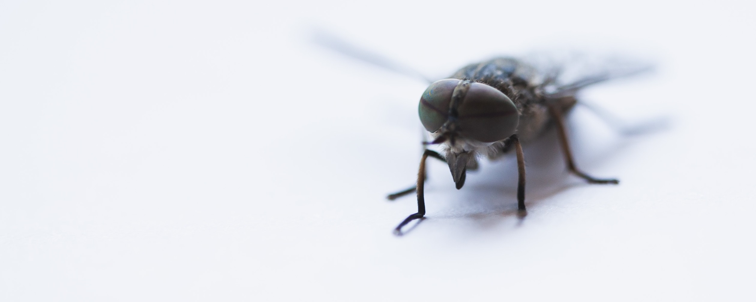 House Flies